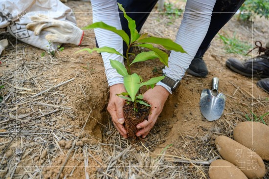 由新業(yè)建設(shè) 卓勝隆 董事長種下新業(yè)團(tuán)隊(duì)的第一棵小樹苗，滿懷心中希冀，期盼平安順利長大，為大肚山增添另一份生機(jī)。