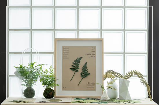 植物成紙後，經(jīng)過(guò)雙手溫度的切剪，再次以植物的型態(tài)存在於生活中，裱入框畫、插進(jìn)花瓶，擬真的紙蕨，永恆如生，恣意地妝點(diǎn)日常。