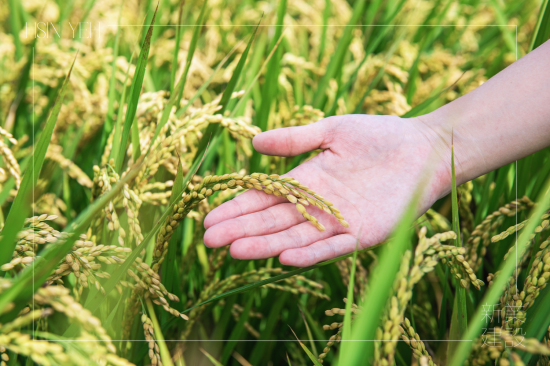 契作認養(yǎng)15載，霧峰小農對於自然農法無農藥、無化肥的堅持，新業(yè)守護這份對土地的溫柔心意，讓善與美在這片大地持續(xù)傳遞。