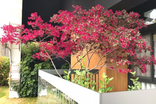 森鄰有樹初長成，春神來訪大塊森鄰，在陽臺邊為紅花繼木抹上胭脂，是一幅藏不了的自然美景。