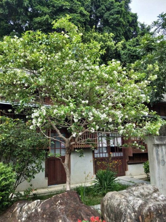 流蘇是否因懷念著誰而白了頭？文學館的一景，正盼著誰歸來？