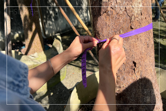 選定每棵樹木後，會在樹幹繫上綁樹帶做為紀(jì)錄，堅(jiān)持尋樹的原則，維持護(hù)樹的理念，保持愛樹的心。