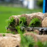 一捲捲的秧苗捲，像極抹茶瑞士捲，捲秧苗也是一門學(xué)問，彎著腰把有重量的苗卷一左一右的放置，為了方便搬運(yùn)不壓壞秧苗，層層疊疊，也方便後續(xù)秧苗機(jī)的使用。