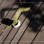 陽(yáng)光灑下，將紙蕨上分明的葉片照映在地面上，光影交織，變幻移動(dòng)，感受光影下的美麗。