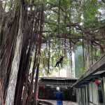 幫樹修剪也需要「望、聞、問、切」，確認(rèn)好受傷枝葉的樹幹，全副武裝攀上枝頭。