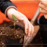 臺(tái)灣每個(gè)區(qū)域潛在森林的樹(shù)種超過(guò)百種，各地的樹(shù)種又不近相同，因此把『樹(shù)苗培育』做好，森林復(fù)育就有機(jī)會(huì)真正依循『生態(tài)』的方式來(lái)『生生不息』。