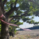 以紅色緞帶為記，牽起與新業(yè)的緣分，等待時機(jī)，在新的落腳處延續(xù)自然與人的美好記憶。