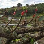 將開而未開的梨兒，是否像極了梨樹仰頭，謹(jǐn)以綠中帶白的嫩芽向天示好。