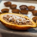 現場體驗現剖可可果，裡頭新鮮的可可豆吃起來像山竹口感，帶有酸澀感，果肉厚實，是為開啟巧克力製成重要的一把鑰匙。