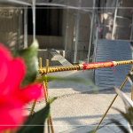 以一段金色鋼筋作為象徵性儀式，也象徵著建築主體已接近完工。