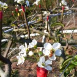 嫩芽綻出梨花後，梨花的任何動靜，蜜蜂總是先一步知道。忙著授花粉，提高梨兒結(jié)果率，小蜜蜂不愧是小農(nóng)的好幫手！