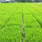 感謝大地之母賜與我們的食糧。