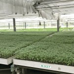 幼苗時期，給番茄最好的養(yǎng)育環(huán)境，以免受蟲擾溫室環(huán)境悉心呵護(hù)，為維持番茄的授果效率，夜晚也會啟動抽風(fēng)機幫助降低溫度。