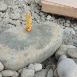 依循腦海中的畫面，選定原石後繫上記號，未來將成為社區(qū)內(nèi)的工藝亮點。