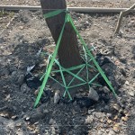 樹木的移植需經(jīng)過繁複的作業(yè)程序加上時間等待，圖中正在進(jìn)行第一階段「斷根」作業(yè)。