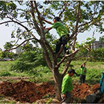平衡修剪的重要性，提高植栽的存活率