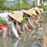 於契作認(rèn)養(yǎng)的霧峰田間，同仁們親身下田體驗插秧盛事，感受來自大地的生命力！