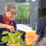 當(dāng)天換盆樹種之一的山芙蓉，又稱三醉芙蓉，需要強日照，且耐旱，在開花後的一天之中，會有三種顏色變化，像是表情善變的美人。