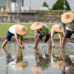 新業(yè)以實際行動參與農作，雙腳踏在柔軟的田裡，彎著腰將一株株秧苗種下，手把青秧插滿田，感恩腳下每一寸土地，步步講究、守候與疼惜。