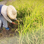 臺農(nóng)71號香米， 有著淡淡的芋頭香氣的品種