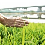 親自下田走一遭，親手拂過稻苗或稻穗，方知農(nóng)民在田野間一切的親力親為，是來自對上天的敬虔與懇切。