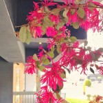 春天來了很有感，紅花繼木盡情綻放纖細的瓣兒，它的花語是「幸福與相伴一生」，大塊森鄰將祝福寄予此樹，願往後歲月靜好，讓日常沉澱出摯美與安好。