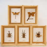 Amo老師因兒子的無心插柳，創(chuàng)造出別無以往的新穎手作課，至今的作品高達30多種，件件作品猶如工藝品般細緻完美。