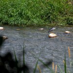 實(shí)際走覽筏子溪，環(huán)境絕對(duì)會(huì)是我們最棒的老師。及時(shí)將垃圾排除於他們的棲息處，也可以減少小動(dòng)物們因廢棄物受傷的機(jī)會(huì)。