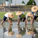 雙腳踏在柔軟的田裡，彎著腰將一株株秧苗種下，手把青秧插滿田，退步原來是向前。