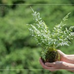 伴手禮—銀脈鳳尾蕨苔球，翠綠透徹，銀白色的葉脈如羽毛般，光線下隱隱散發(fā)銀白光芒，就像成片雪花，靜靜落在葉面上。