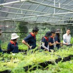 將採(cǎi)集到的種子，放置種子萌發(fā)室，換盆作業(yè)即是協(xié)助將種子萌發(fā)後的幼苗進(jìn)行分株換盆，有自己的家繼續(xù)茁壯長(zhǎng)大。