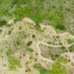 大肚山於早期時(shí)，被廣泛種植大黍草，以作為馬匹的糧草，在乾季的壓力下會(huì)大量枯萎，容易引起大火，進(jìn)而影響原生植物的生存。