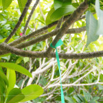 選定每棵樹種後，在樹幹繫上束帶做為紀錄，堅持尋樹的意念，維護樹的理念，保持愛樹的初衷。