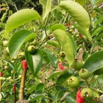 隨著時間過去，雪白而輕巧的梨花退了場，轉(zhuǎn)換為一顆顆沉甸甸的果實。