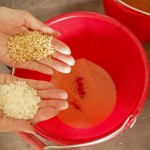 由碾米機處理過的白米一亮相，即可與尚未脫穀的稻米做出明顯區(qū)別。