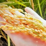 黃澄澄的臺農(nóng)71號稻子，散發(fā)出淡淡的芋頭香氣。