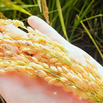 品質(zhì)被譽為可媲美日本的月光米 