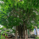 聳立在臺中文學(xué)公園的大榕樹，已有80年的歷史，樹高逾18公尺，是全市最高、最美的老榕樹，如今是文學(xué)館園區(qū)的重要地標(biāo)，靜靜見證著文學(xué)與自然共融的時(shí)光。