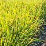 稻穗因飽滿而謙卑自己，建築也當講究自己、禮遇他人。虛心務(wù)農(nóng)知天命，新業(yè)無違建築本心。