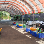 一棵樹苗必須從一顆種子播種開始，由志工們從母樹採集種子，播種發(fā)芽後，進(jìn)行種子苗換盆作業(yè)，採各組分工，介質(zhì)裝盆、小苗固定、標(biāo)籤樹種、灑水等。