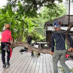 修剪工程不疾不徐的進(jìn)行，也讓大榕樹底下的日式建築，避免隨時(shí)有枝幹掉落的風(fēng)險(xiǎn)，榕樹的成長也更能安心茁壯。