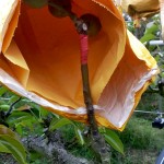 梨的養(yǎng)育與孩子的教育相當(dāng)，在幼果期，梨子還沒有能力承擔(dān)外在風(fēng)吹雨打，就需要一層保護避開農(nóng)藥及任何汙染物，也因此，農(nóng)民阿君每年收成的水梨送交農(nóng)試所檢驗，報告都是農(nóng)藥零檢出，連皮帶果肉都可放心吃！