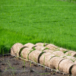 一捲捲的秧苗捲，為了方便搬運不壓壞秧苗，層層疊疊，也方便後續(xù)秧苗機的使用。