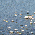 筏子溪，蘊(yùn)含著無(wú)數(shù)個(gè)小生命，牠們的家園，需要你我共同維護(hù)，一起守護(hù)河川；守護(hù)海洋；守護(hù)地球。