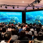 洋流裡飛翔的綠蠵龜，在小琉球藍(lán)色的光影下張大翅膀恣意翱翔，穿梭於島礁之間，展現(xiàn)海龜?shù)纳Γ约捌渌S富多樣的海底生態(tài)畫面。