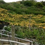 如果說梨花海是低調(diào)安靜，那麼梨子套袋後滿山滿谷黃澄澄的畫面，看起來則如質(zhì)樸中帶點不容忽視的貴氣性格。