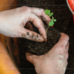 苗種根部水平放置於黑軟盆口，將調(diào)配好的介質(zhì)土壤裝進(jìn)盆內(nèi)，並適當(dāng)敲盆，讓土壤不過於緊密。