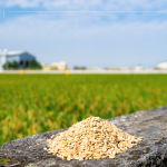 綿延近2.6萬坪的契作面積，從翠綠秧苗到金黃稻浪，是農友們日日辛勞成就的豐碩果實，更多是對這片土地的溫柔與敬愛。