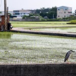 望眼過去，綠油油一片片的秧苗，每一株都是農(nóng)民們辛苦的付出，散發(fā)著土壤、秧苗、陽光交織的香味，也是小夜鷺日常生活的棲地。