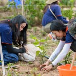 種下榕屬植物，富含水份及乳汁、枝葉茂密、遮陰度高，可抑制大黍草生長，防火林帶不僅兼顧山坡地的防火，更可恢復(fù)生物多樣性及森林植群。